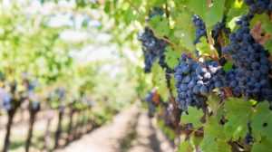 Home Druivenboom afbeelding voor kwalitatieve wijn bestellen bij wijnspecialist Q-Vignes in Utrecht
