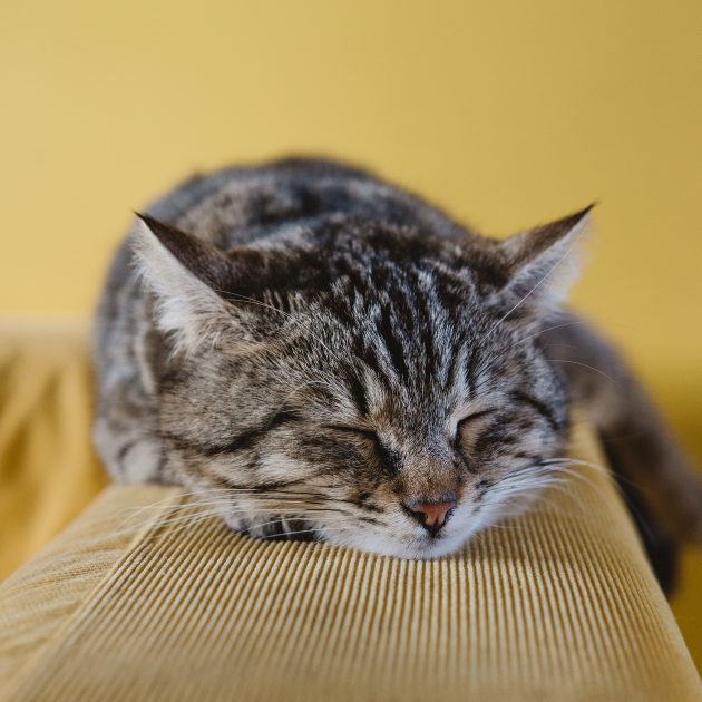 Dierenkliniek in Amsterdam De Pijp – expert behandelingen voor uw viervoeter