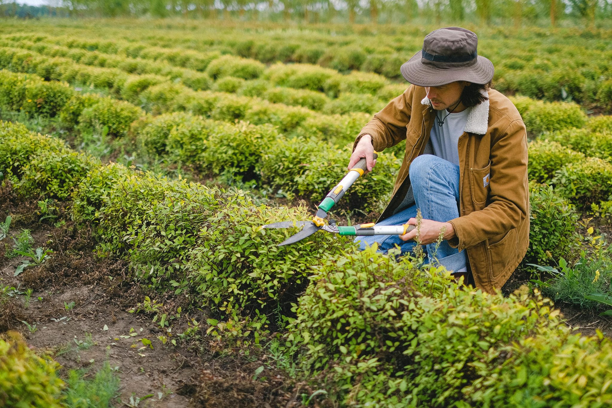 Voorbereiding van je tuin op elk seizoen: lente tuintuin met groeiende planten en bloemen