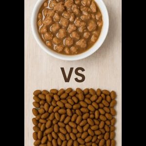 Home Kattenspeciaalzaak aanbod met natvoer en voedingsproducten voor alle kattenleeftijden en gezondheidsbehoeften
